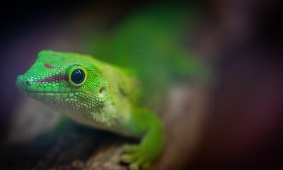 Koch Funders Hire Marketers for $250M to Reignite America