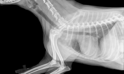 China Scammers Use AI-Generated Images to Steal Refunds