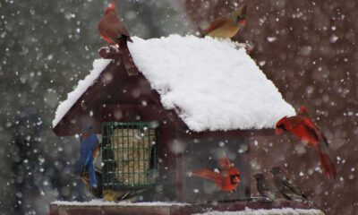 Winter Storm: Airlines Cancel Flights—What to Do If Delayed or Canceled