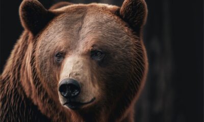 Swiggy Launches Hermes V3: Boosting Text‑to‑SQL & Conversational AI