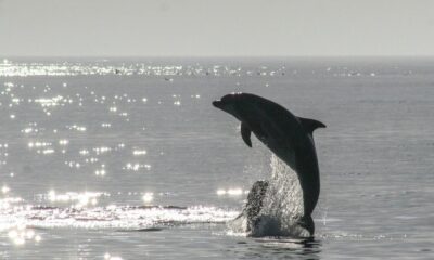 Oracle Launches MySQL 9.7.0, First Major LTS Release Since 8.4, Amid Community Scrutiny