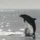Oracle Launches MySQL 9.7.0, First Major LTS Release Since 8.4, Amid Community Scrutiny
