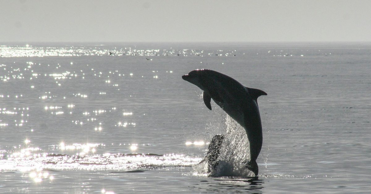 Oracle Launches MySQL 9.7.0, First Major LTS Release Since 8.4, Amid Community Scrutiny