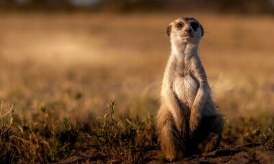 Cloudflare Deploys Meerkat Control-Plane Service for Global Consistency