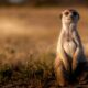 Cloudflare Deploys Meerkat Control-Plane Service for Global Consistency